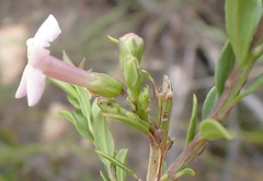 Freylinia densiflora