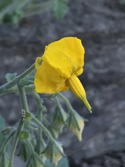 Solanum corneliomulleri