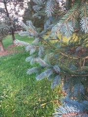 Picea glauca × engelmannii