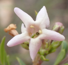 Freylinia densiflora