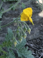 Solanum corneliomulleri