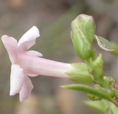 Freylinia densiflora