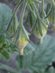 Solanum corneliomulleri