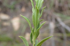 Freylinia densiflora