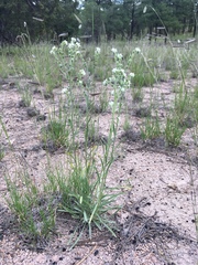 Oreocarya suffruticosa setosa