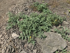 Solanum corneliomulleri