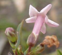 Freylinia densiflora