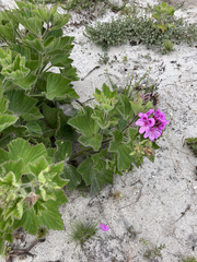 Pelargonium cucullatum cucullatum