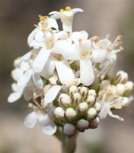 Image of Selago glomerata by (c) Nicola van Berkel, some rights reserved (CC BY-SA)