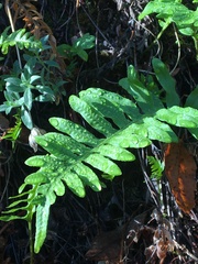 Polypodium californicum