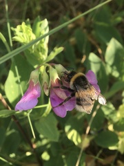 Bombus lucorum