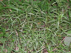 Hygrophila