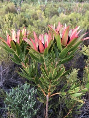Leucadendron salignum