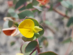Rafnia acuminata