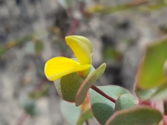 Rafnia acuminata