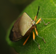 Piezosternum calidum