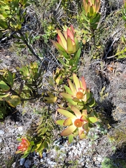 Leucadendron gandogeri