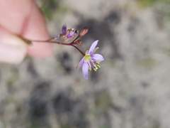 Heliophila adpressa