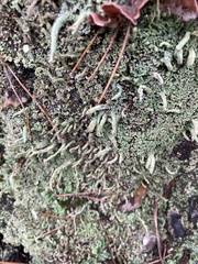 Cladonia