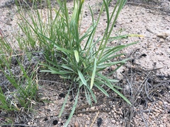 Oreocarya suffruticosa setosa