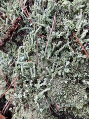 Cladonia