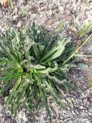 Lichtensteinia trifida