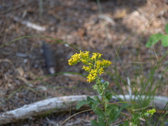 Solidago radula