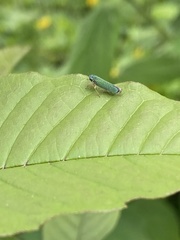 Versigonalia vermiculata