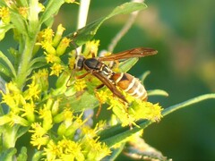 Polistes bellicosus