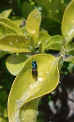Chrysididae