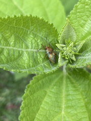 Hypselonotus bitrianguliger