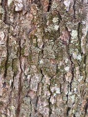 Phaeophyscia rubropulchra