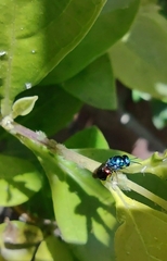 Chrysididae