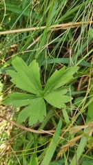 Ranunculus acris