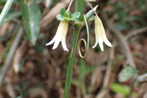Adenia digitata