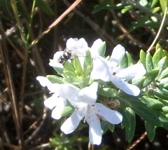 Westringia fruticosa