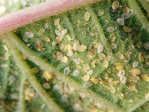 Tobacco Whitefly