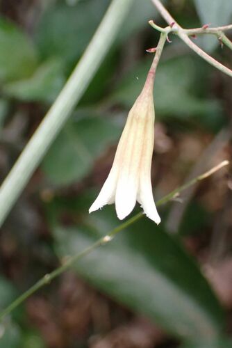 Adenia digitata