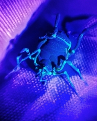 Metagyndes pulchella