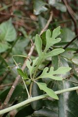 Adenia digitata