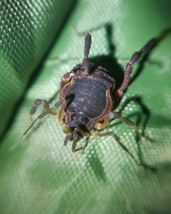 Metagyndes pulchella