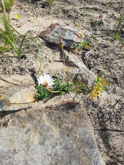 Tritoniopsis parviflora