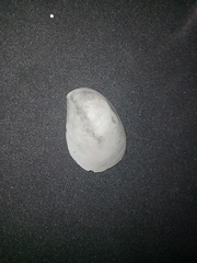 Bostrycapulus aculeatus