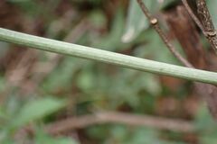 Adenia digitata