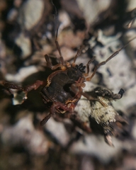 Metagyndes pulchella