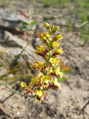 Tritoniopsis parviflora