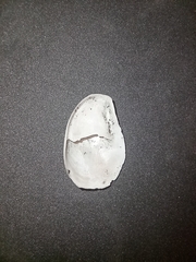 Bostrycapulus aculeatus