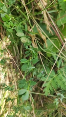 Hypericum maculatum maculatum