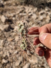 Grusonia grahamii