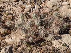 Grusonia grahamii
